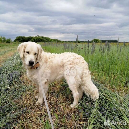 Золотистый ретривер. Вязка