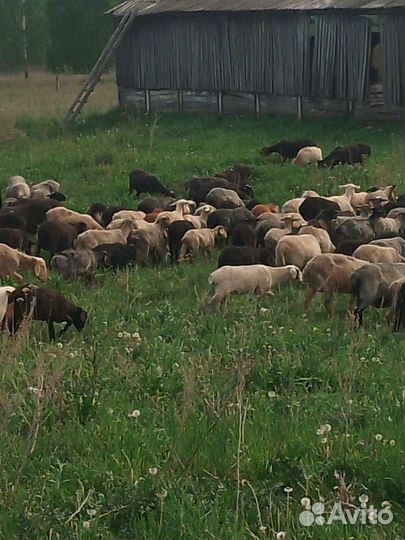 Бараны овцы полукурдючные и курдючныне на курбан