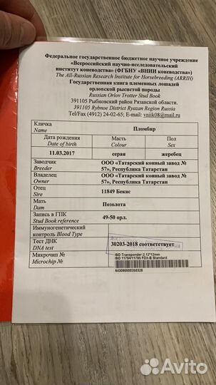 Продаю лошадей