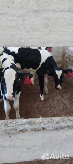 Бычки и телята холмогоры сементалы
