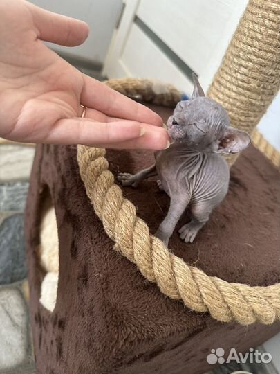 Канадский сфинкс котенок