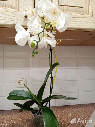 Орхидея