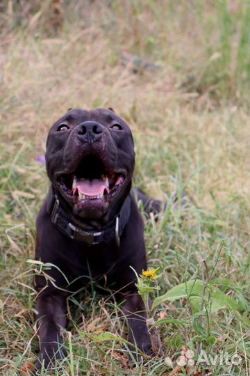 Питбультерьер кобель