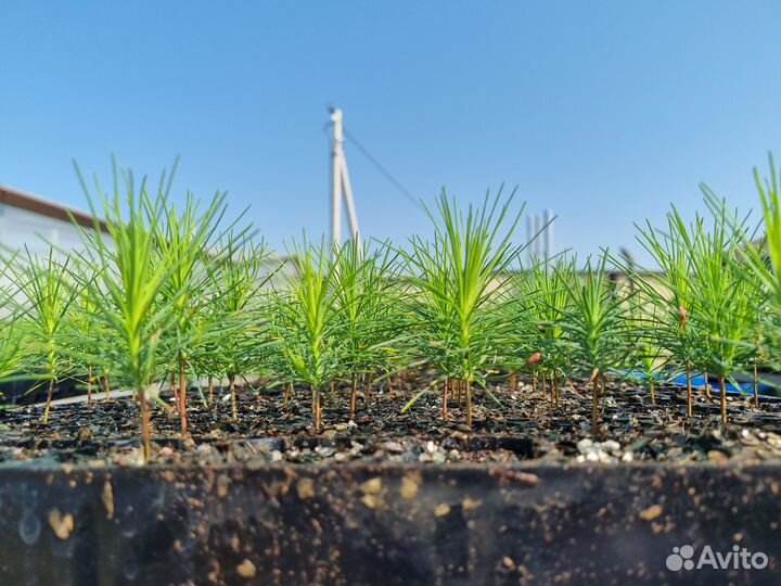 Сеянцы сосны зкс