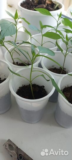 Перец комнатный острый