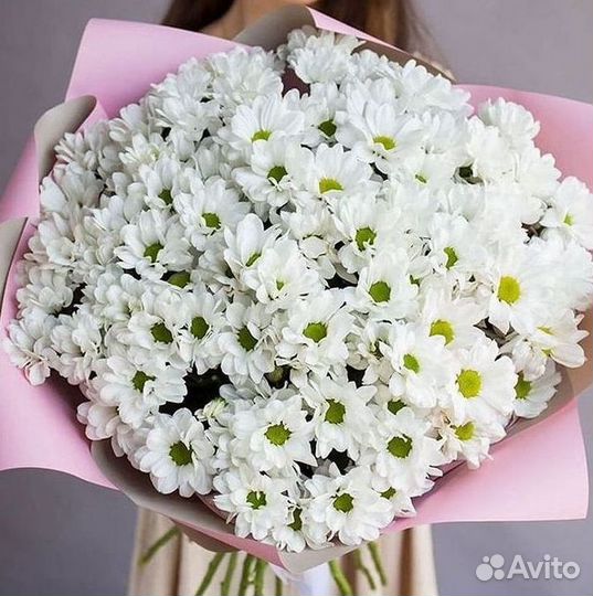 Хризантема