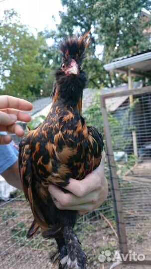 Петухи породные молодые