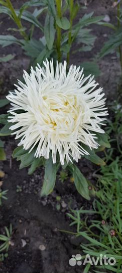 Рассада цветов