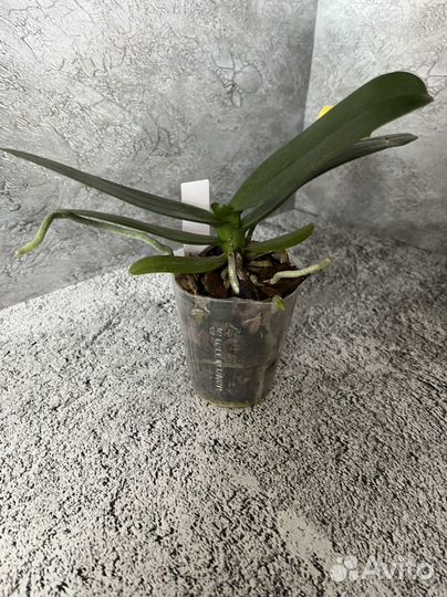 Орхидея Phal. I-Hsin Claire ES’551’ цветет