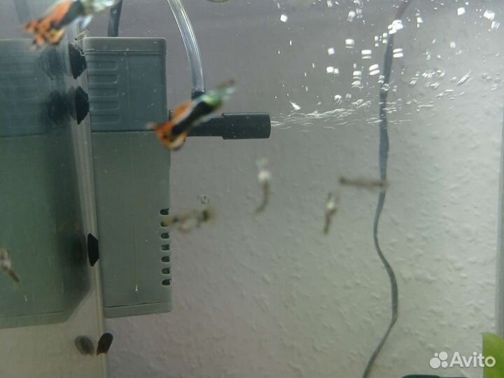 Рыбы гуппи,мальки