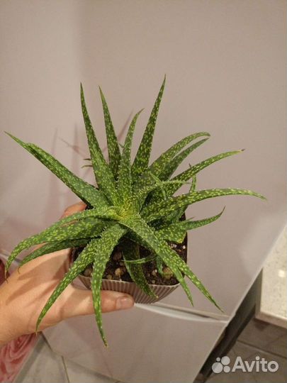 Aloe Aristata