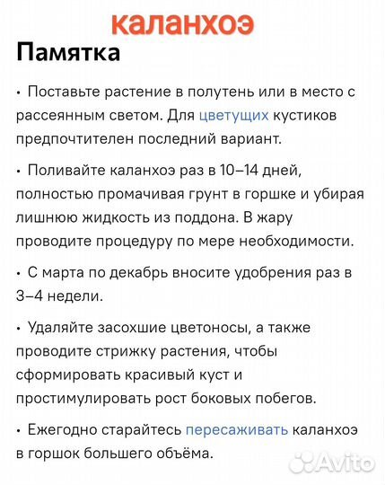 Каланхоэ (красный )