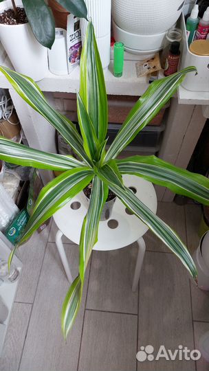 Драцены сортовые