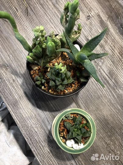 Суккуленты набор