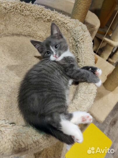 Котенок в добрые ручки