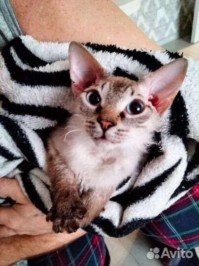 Котенок сфинкс /корниш