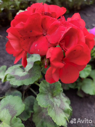 Пеларгония