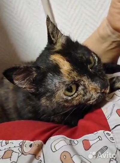 Спокойная и ласковая кошечка в добрые руки