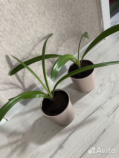 Гиппеаструм