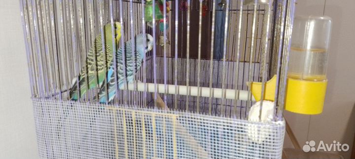 Волнистый попугай