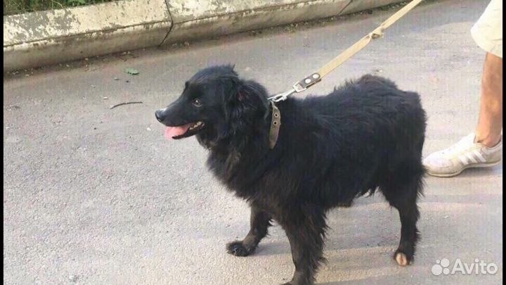 Маленькая собачка в добрые руки девочка