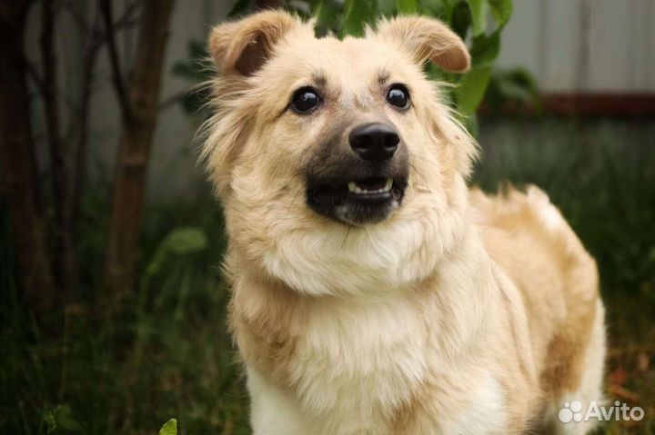 Небольшая, славная Рика ищет дом в добрые руки