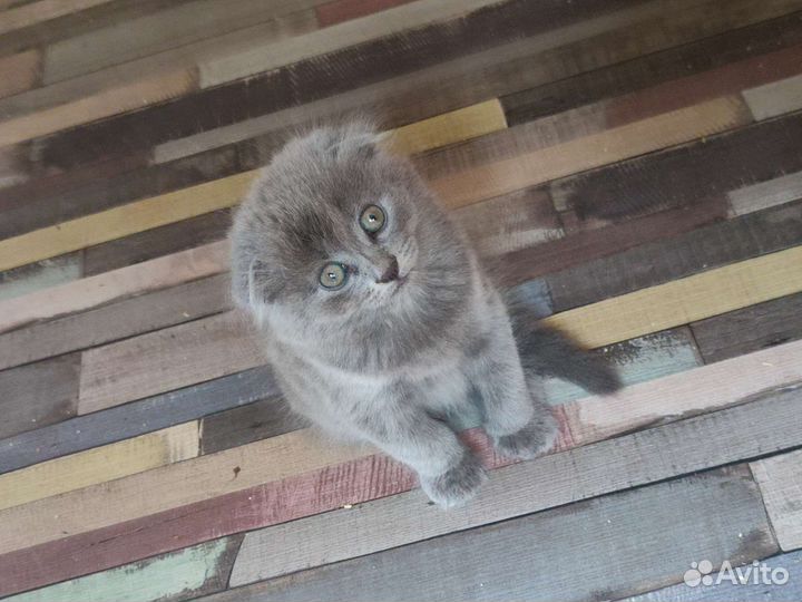 Кошки бесплатно