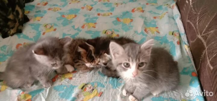 Котята в добрые руки