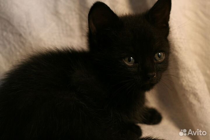Котенок мальчик 1.5 месяца, черный ищет человека