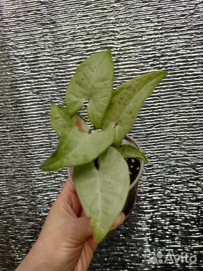 Монстера вар, Сингониум, Филодендроны