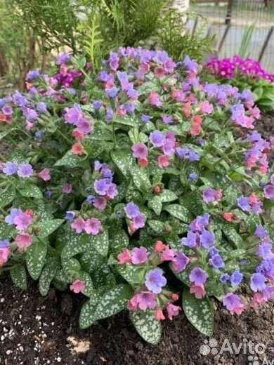 Многолетние цветы