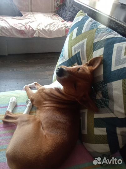 Басенджи вязка