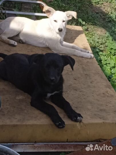 Щенки лабрадора метис