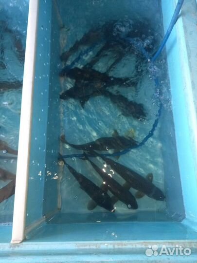 Живая рыба карп толстолобик белый амур карась