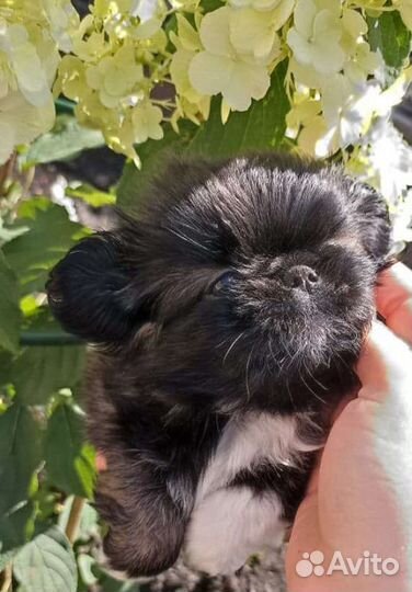 Щенок пекинес