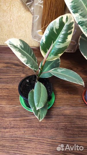 Фикус эластика Тинеке