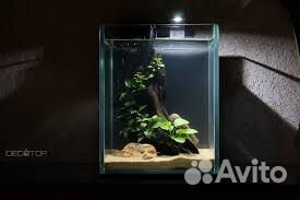 Аквариум с петушком