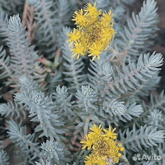 Очитки многолетние