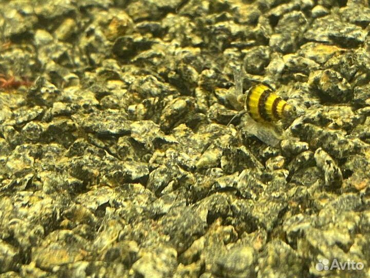 Улитка Хелена