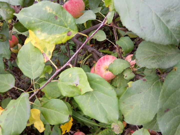 Дача 30 м² на участке 4,2 сот.