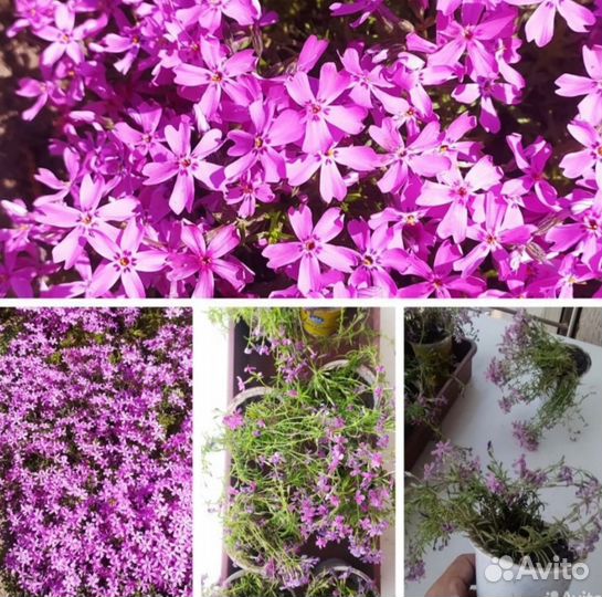 Многолетники садовые цветущие