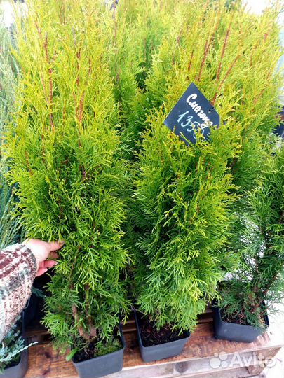 Туя Смарагд 90 см