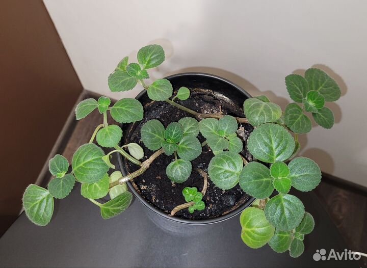 Плектрантус, домашняя мята