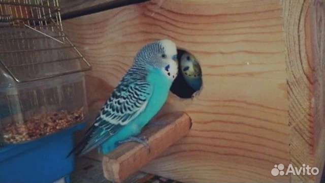 Гнездовой домик для попугаев кормушка купалка