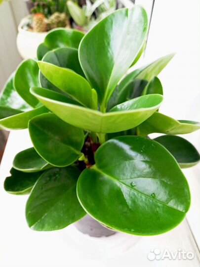 Пеперомия туполистная