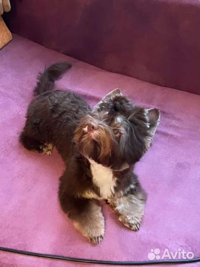 Йоркширский терьер вязка Арчи