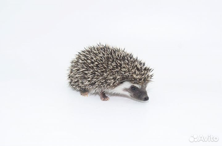Африканский ежик карликовый. Питомник. Доставка