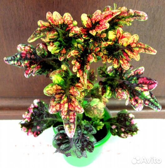 Колеус Гильда