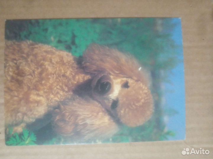 Открытки СССР