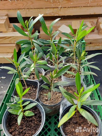 Олеандры розовые